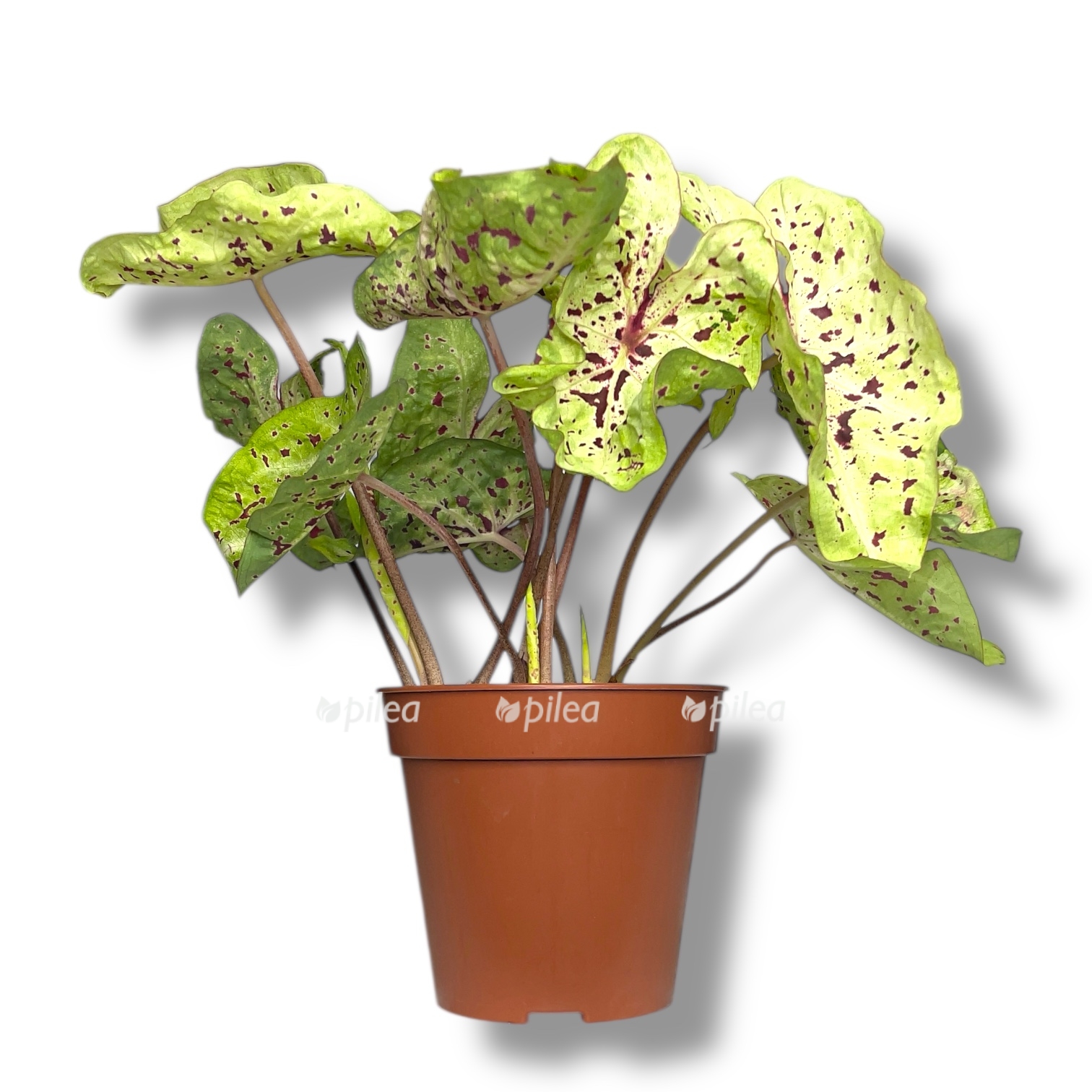 kaladium miss maffet