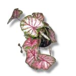 kaladium pink