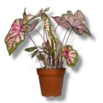 kaladium pink
