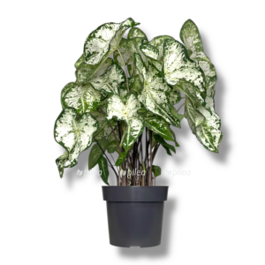 kaladium vajt e1756303595800