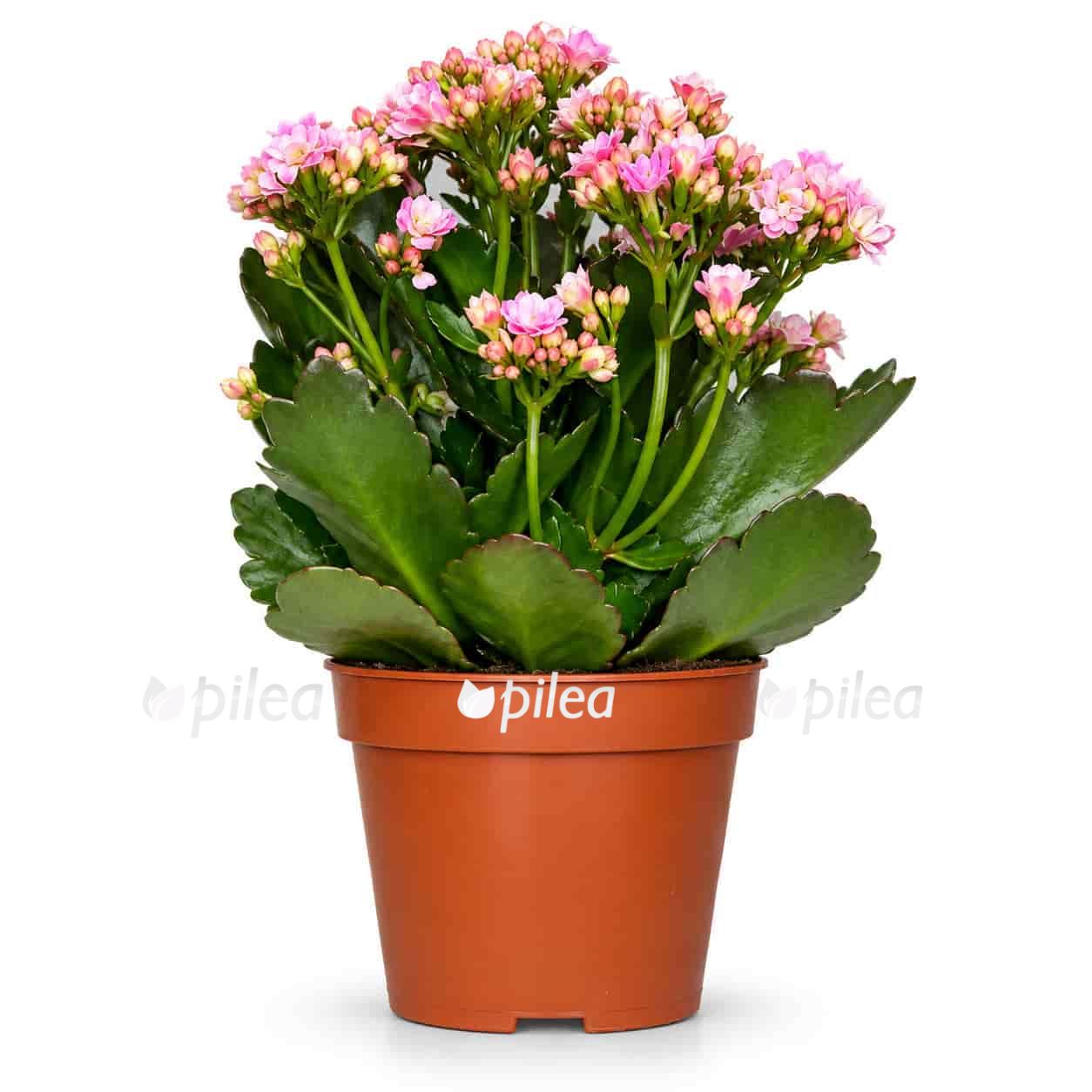 kalanchoe kalandiva
