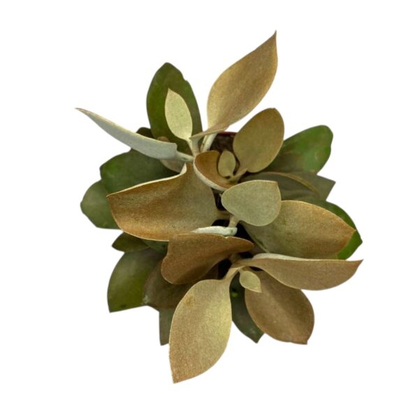 kalanhoe orgialis e1742834637300