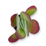 kalanhoe tirsiflora