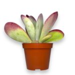 kalanhoe tirsiflora