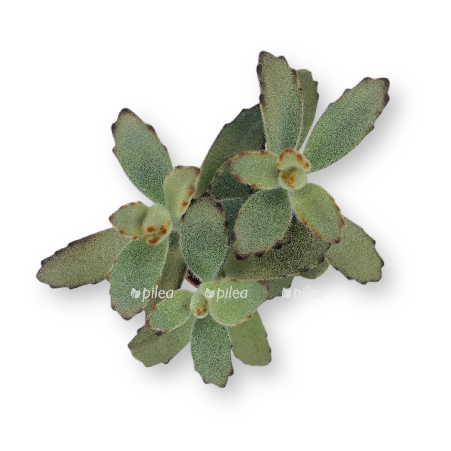 kalanhoe tomentoza 2