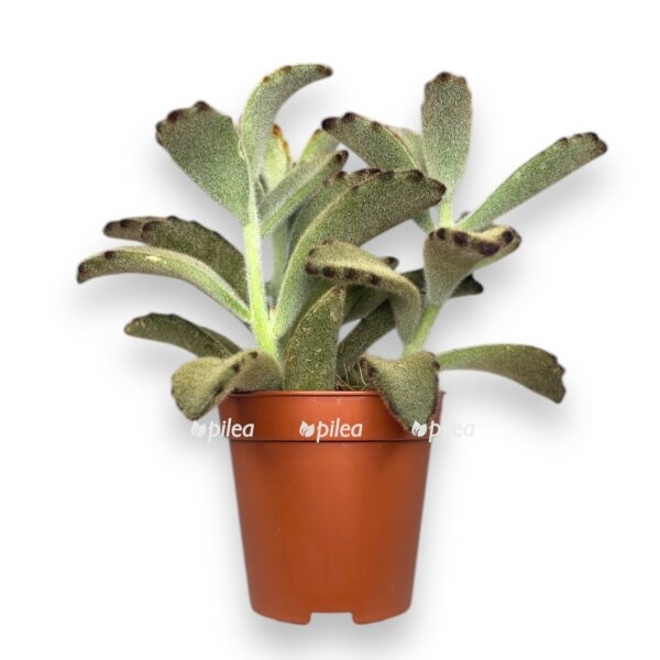 kalanhoe tomentoza e1742017093723