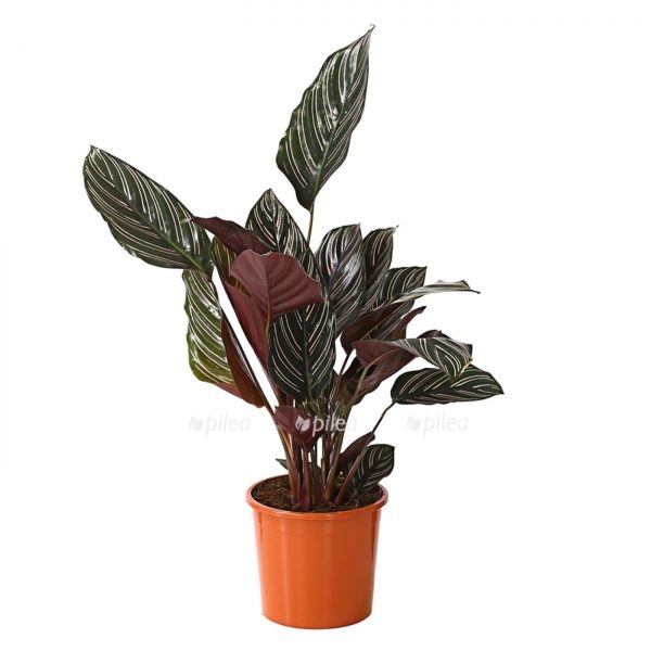 kalateja sanderiana ornata e1623593679915