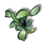 kalateya argenta