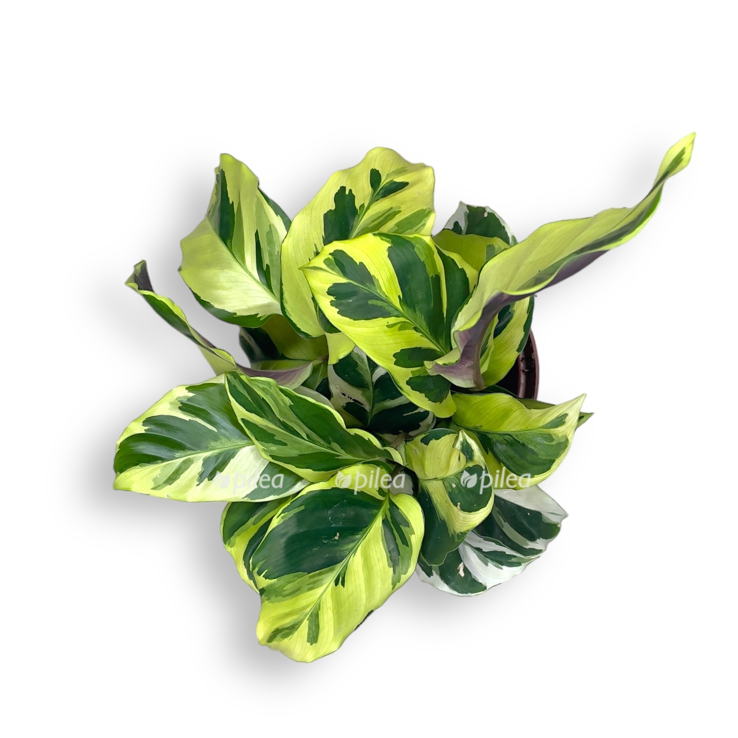 kalateya ellou mirakl