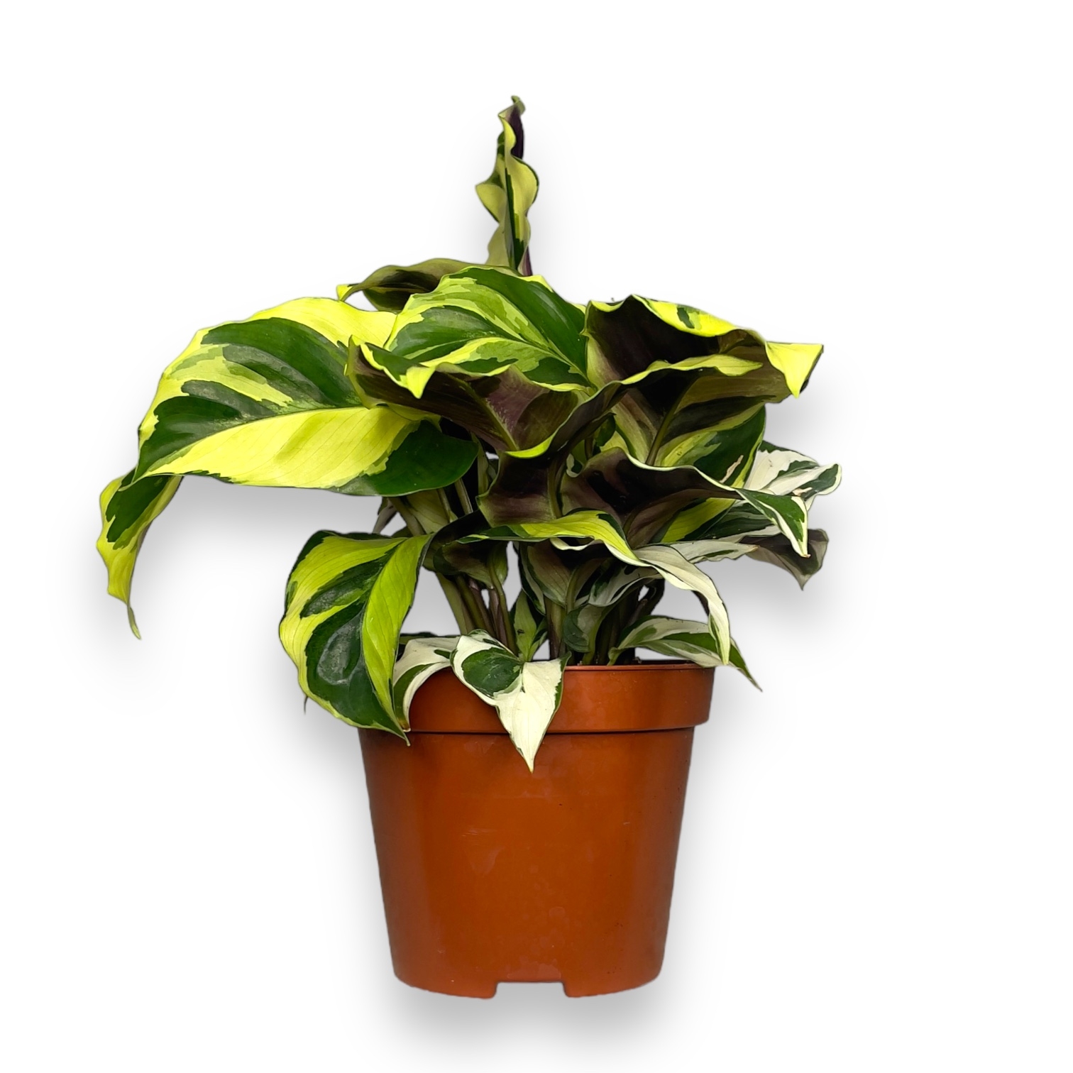 kalateya ellou mirakl