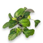 kalateya flejmstar e1722951766329