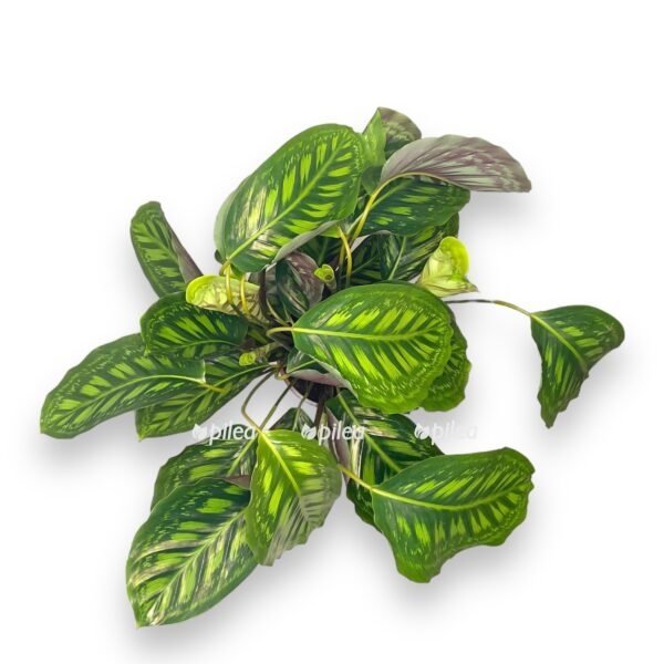 kalateya flejmstar e1722951766329