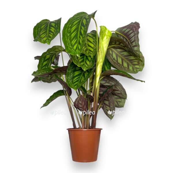 kalateya flejmstar e1722951775487