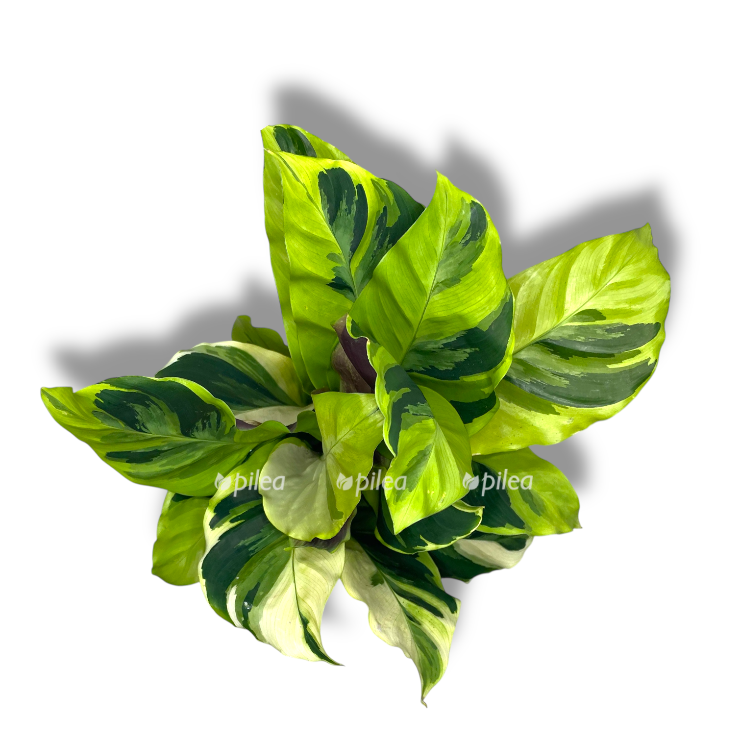 kalateya fyuzhn ellou taj byuti