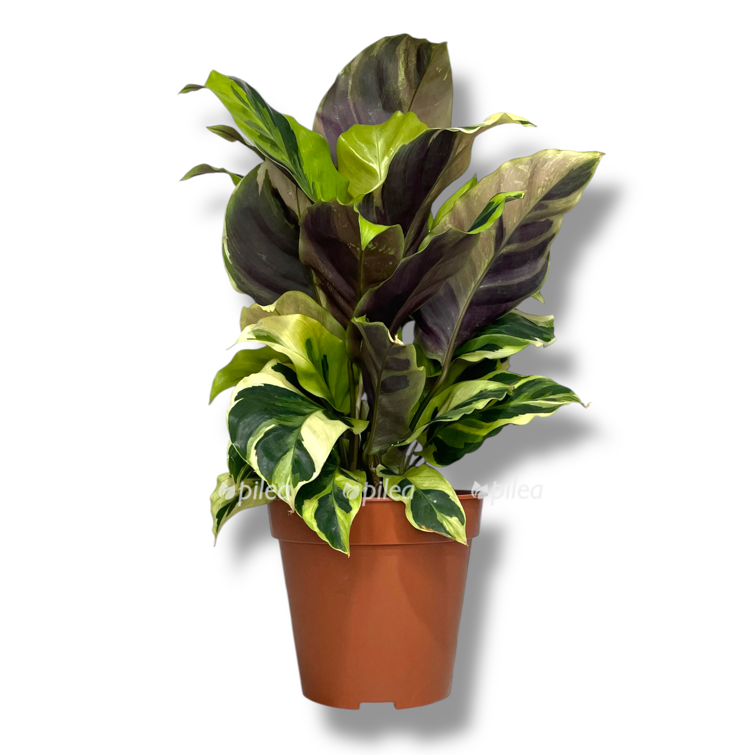 kalateya fyuzhn ellou taj byuti 1 1