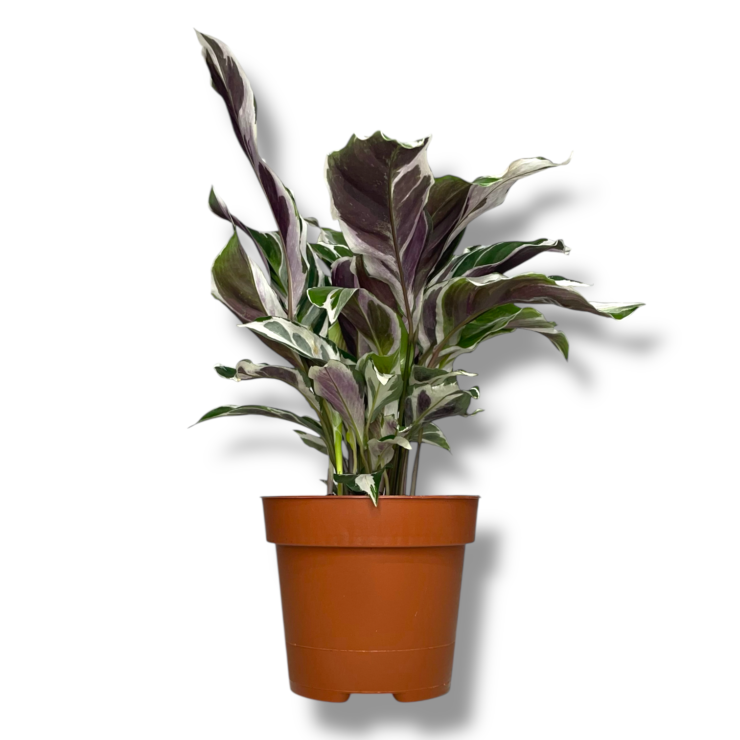 kalateya fyuzhn ellou taj byuti 1 2