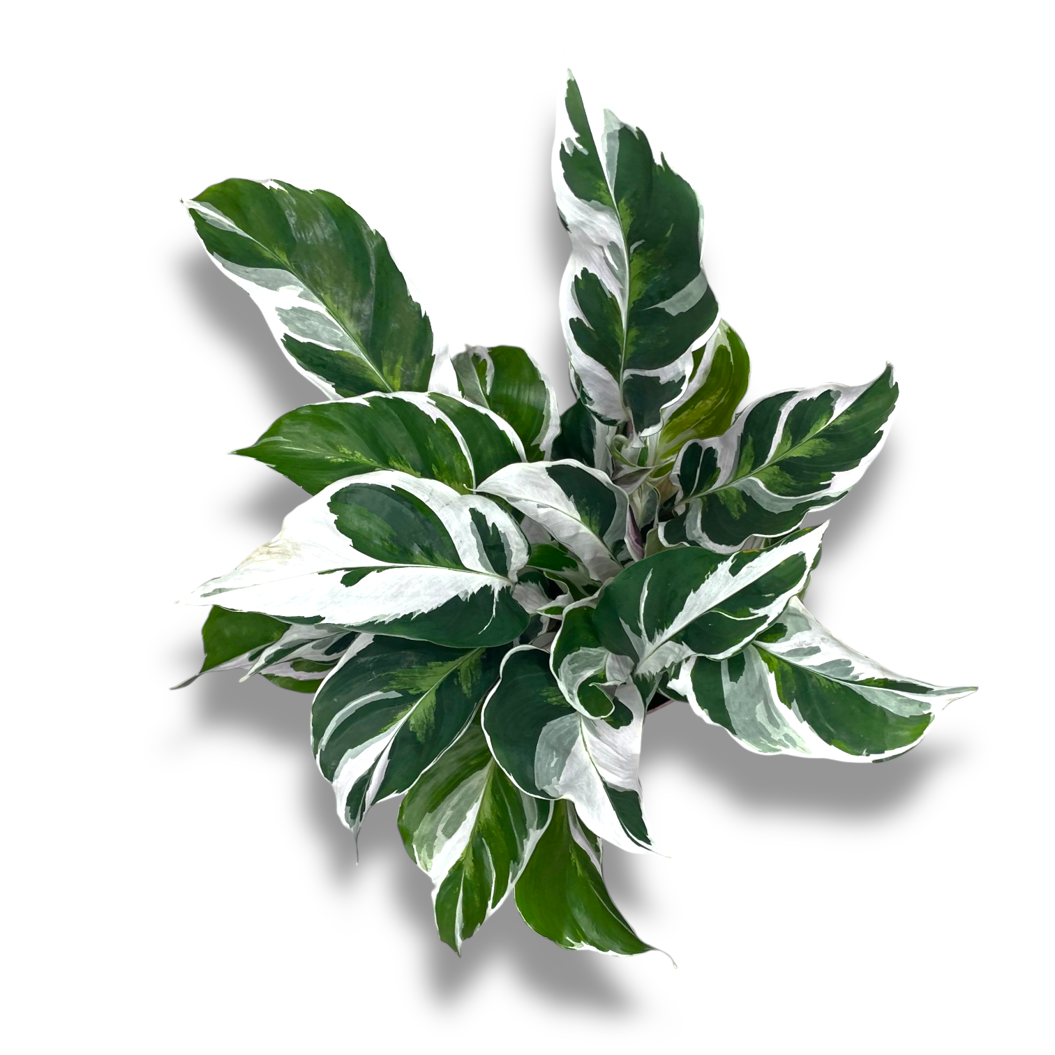 kalateya fyuzhn ellou taj byuti 2