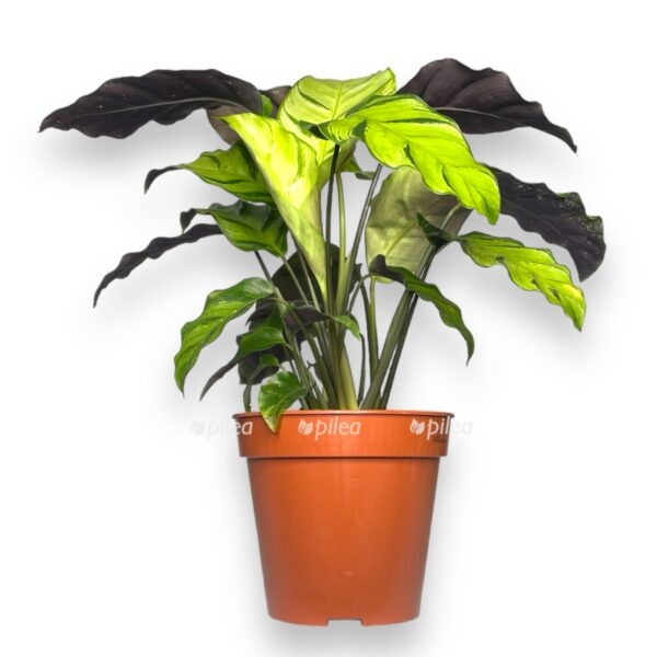 kalateya grin star e1738169788912