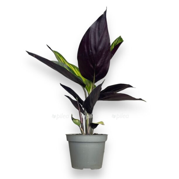 kalateya majli 1 1 e1769974337422