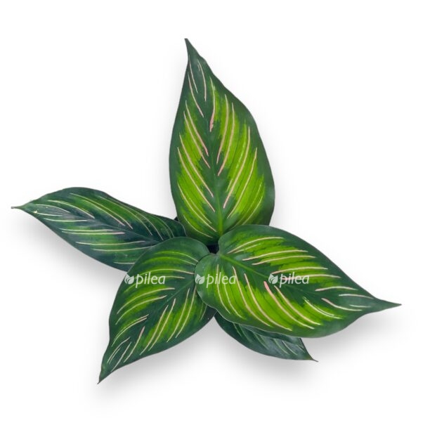 kalateya majli e1769974350895