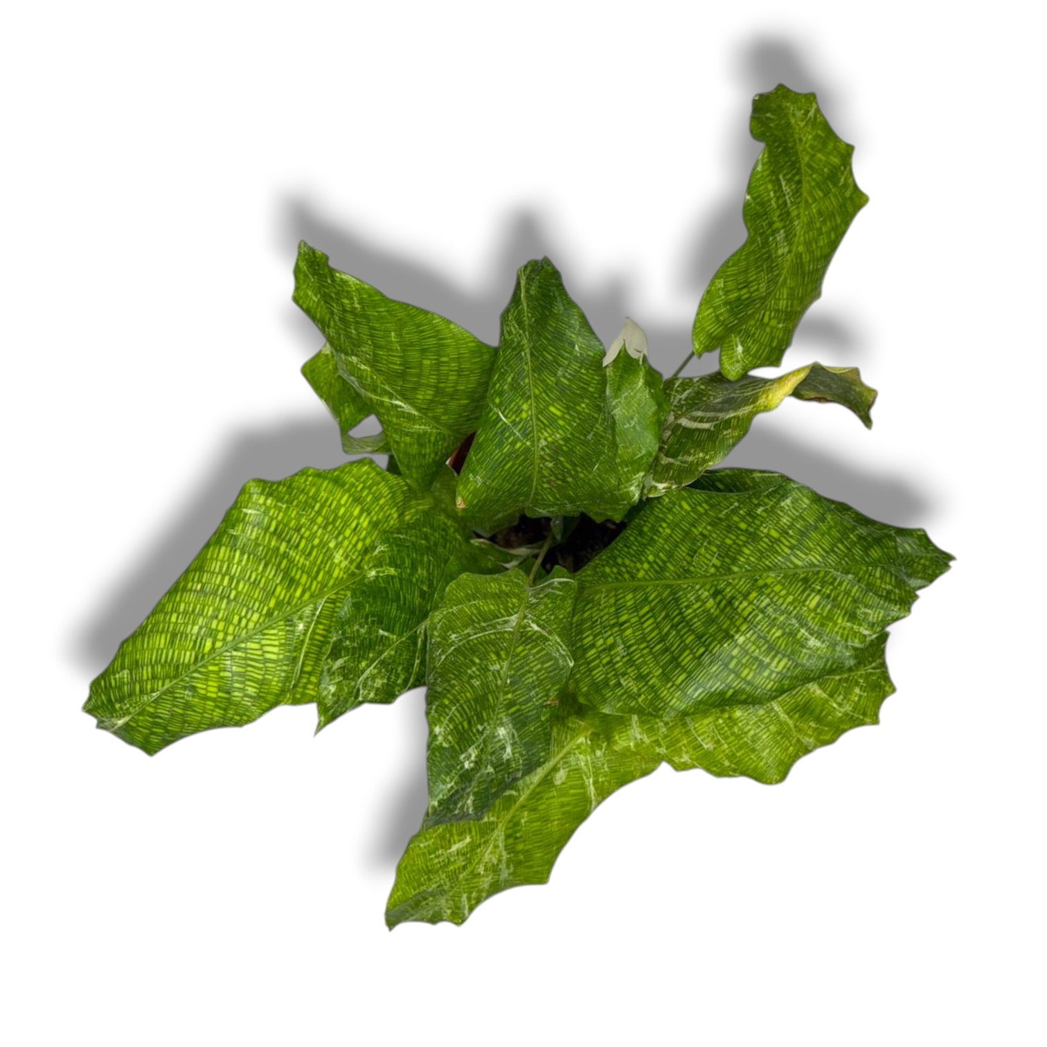 kalateya mozaika variegata