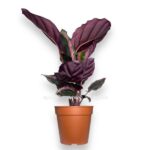 kalateya rozeopikta anzhela e1724867720444
