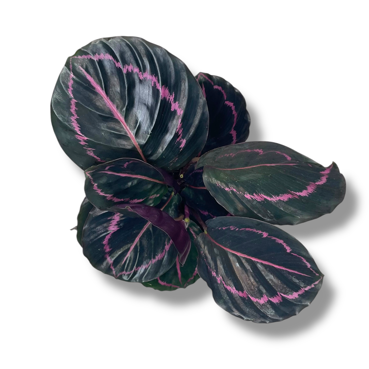 kalateya rozeopikta dotti