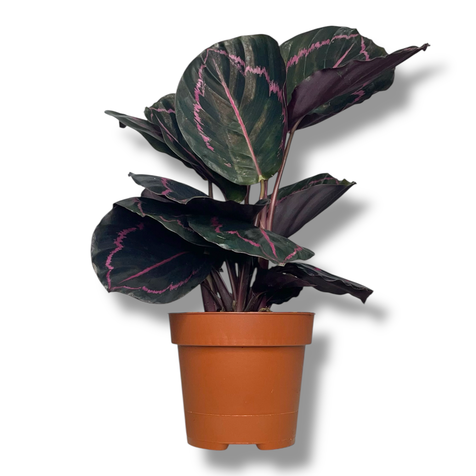 kalateya rozeopikta dotti