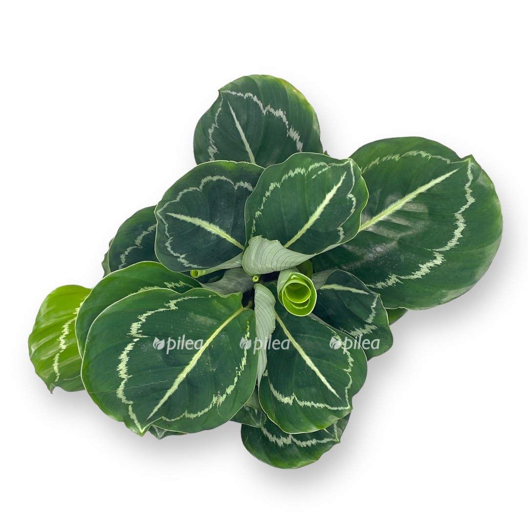 kalateya rozeopikta grin 1