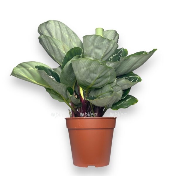 kalateya rozeopikta grin e1724867912105