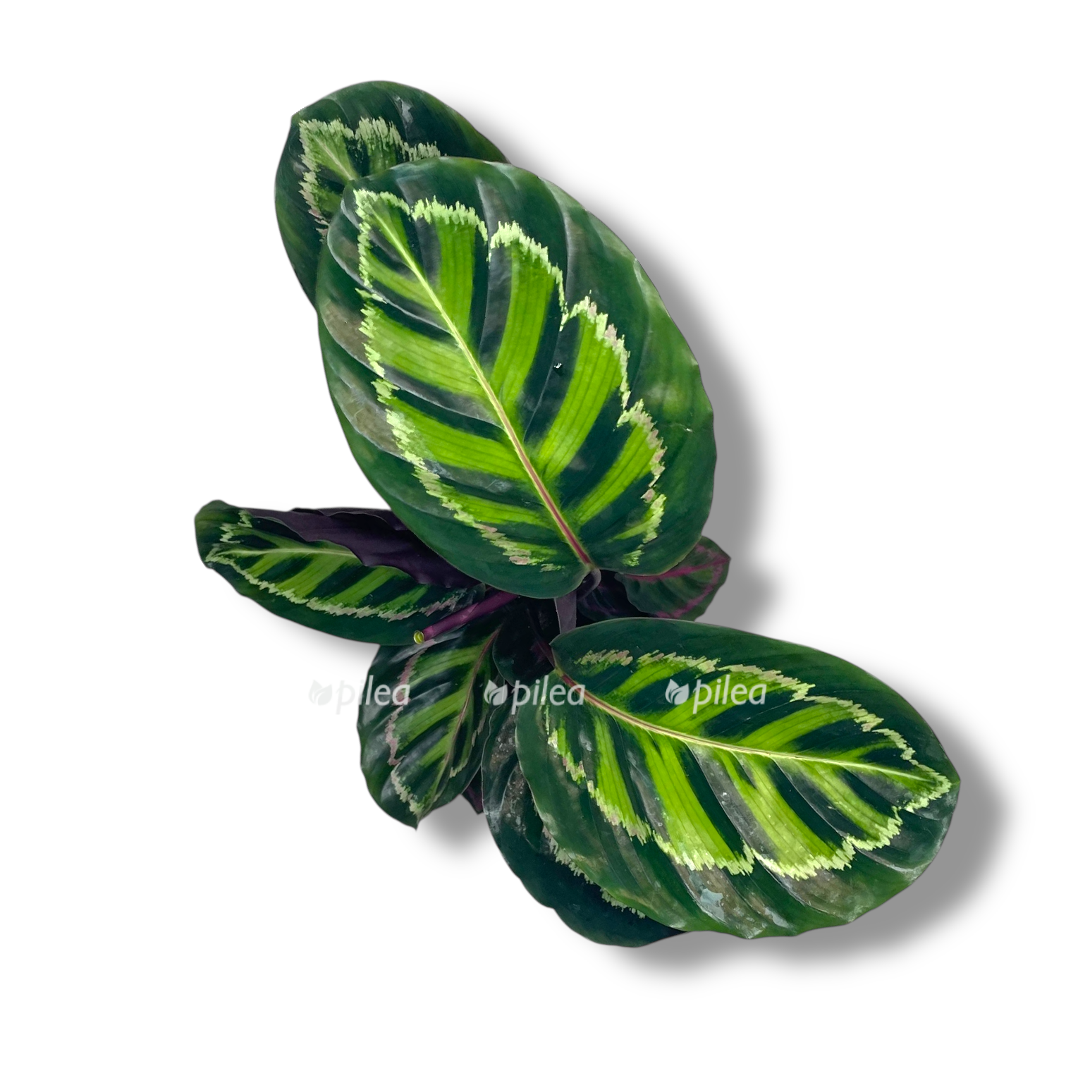 kalateya rozeopikta illustris