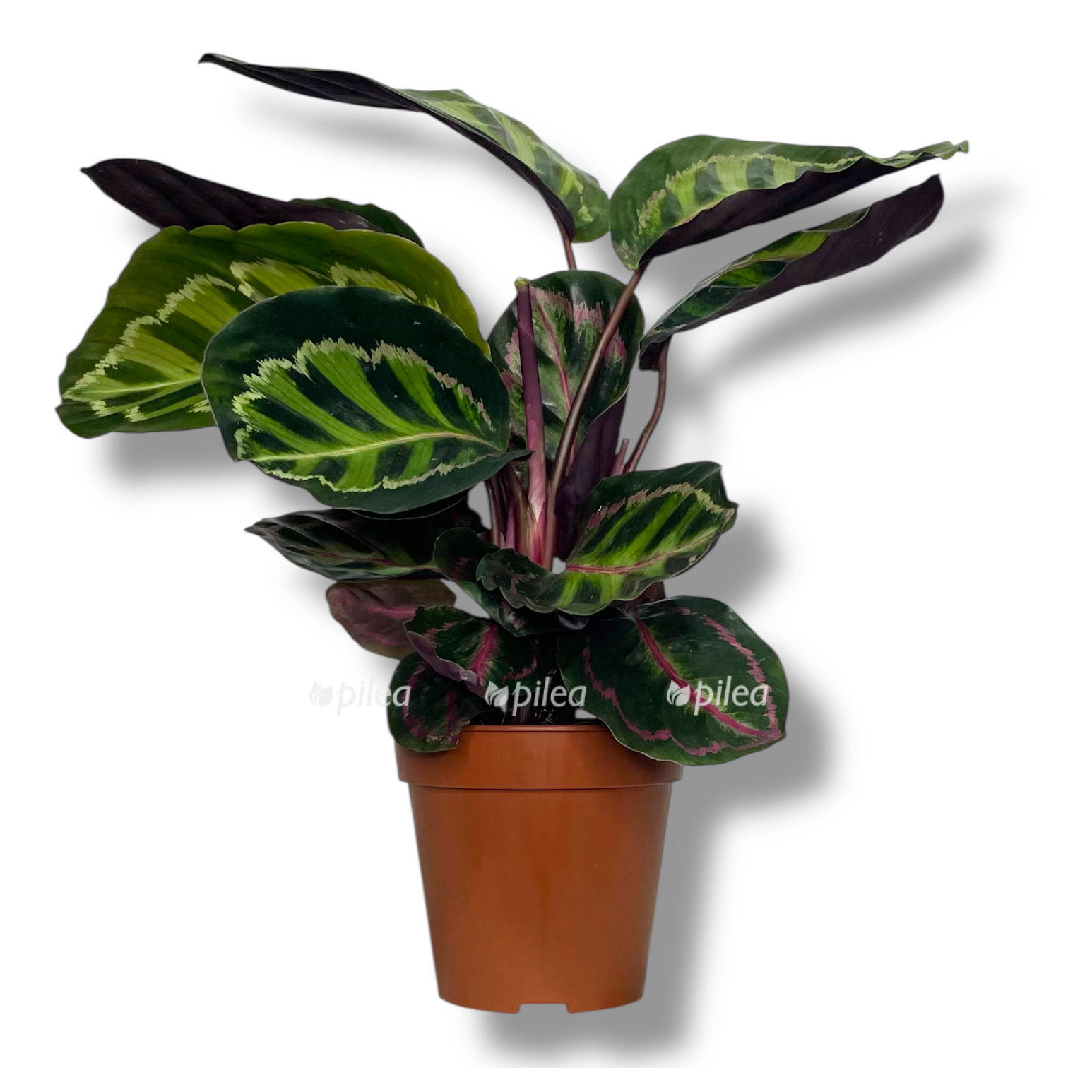 kalateya rozeopikta illustris