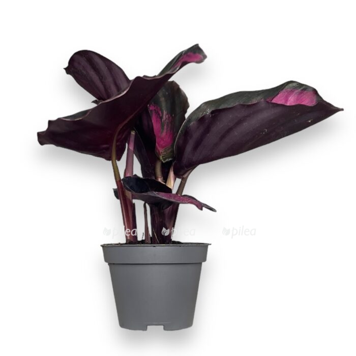 kalateya-rozeopikta-krimson-e1723479551363.jpeg kalateya rozeopikta krimson e1723479551363