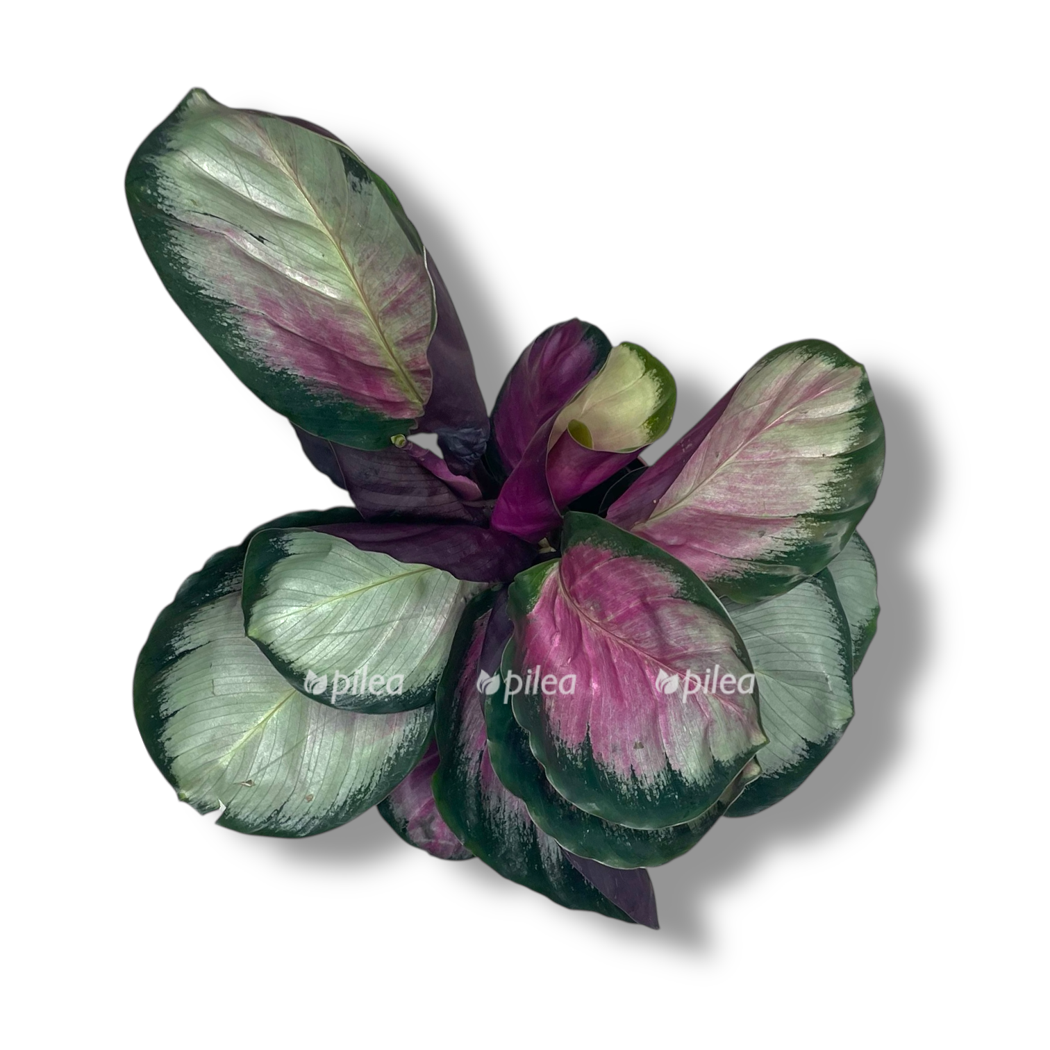 kalateya rozeopikta silviya