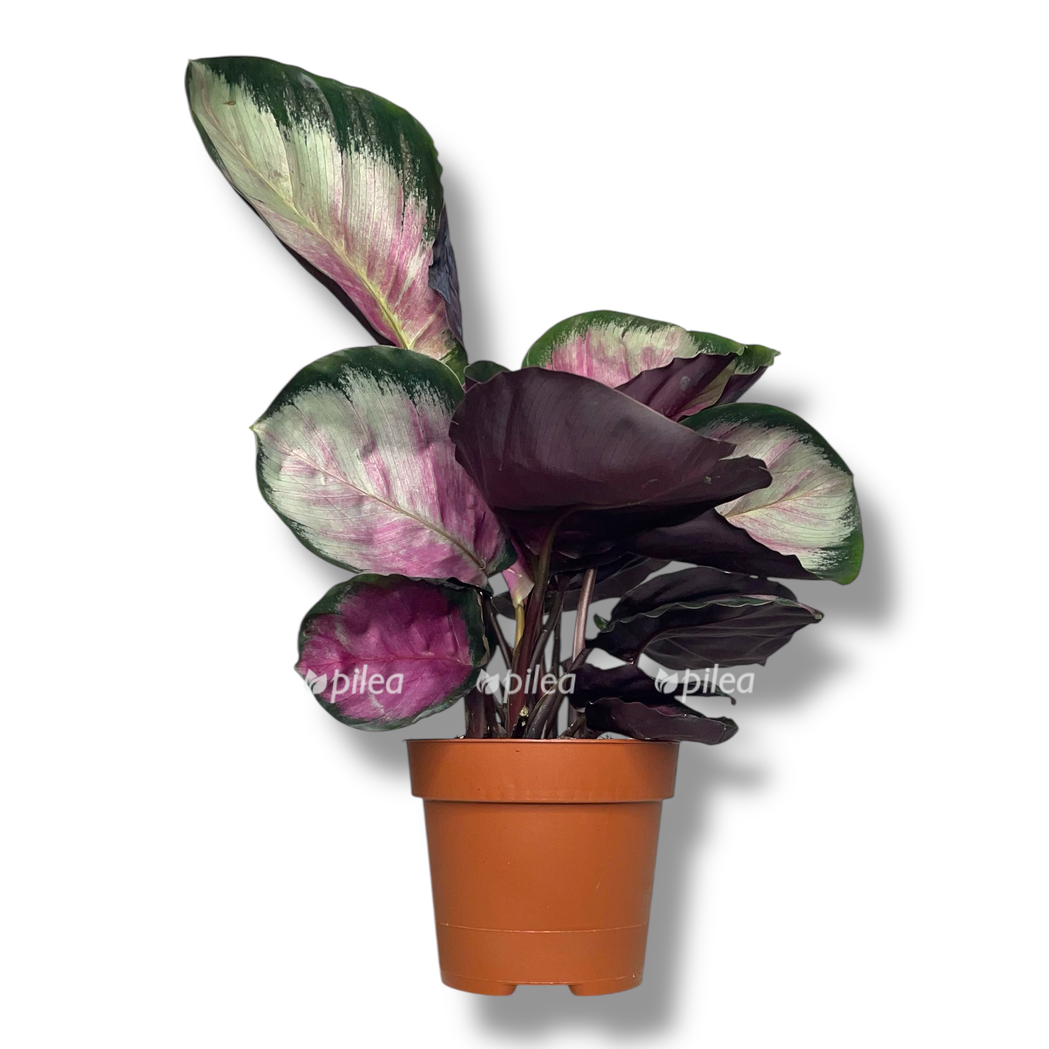 kalateya rozeopikta silviya