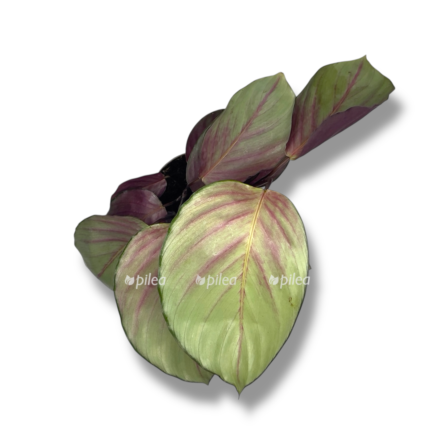 kalateya silver plejt