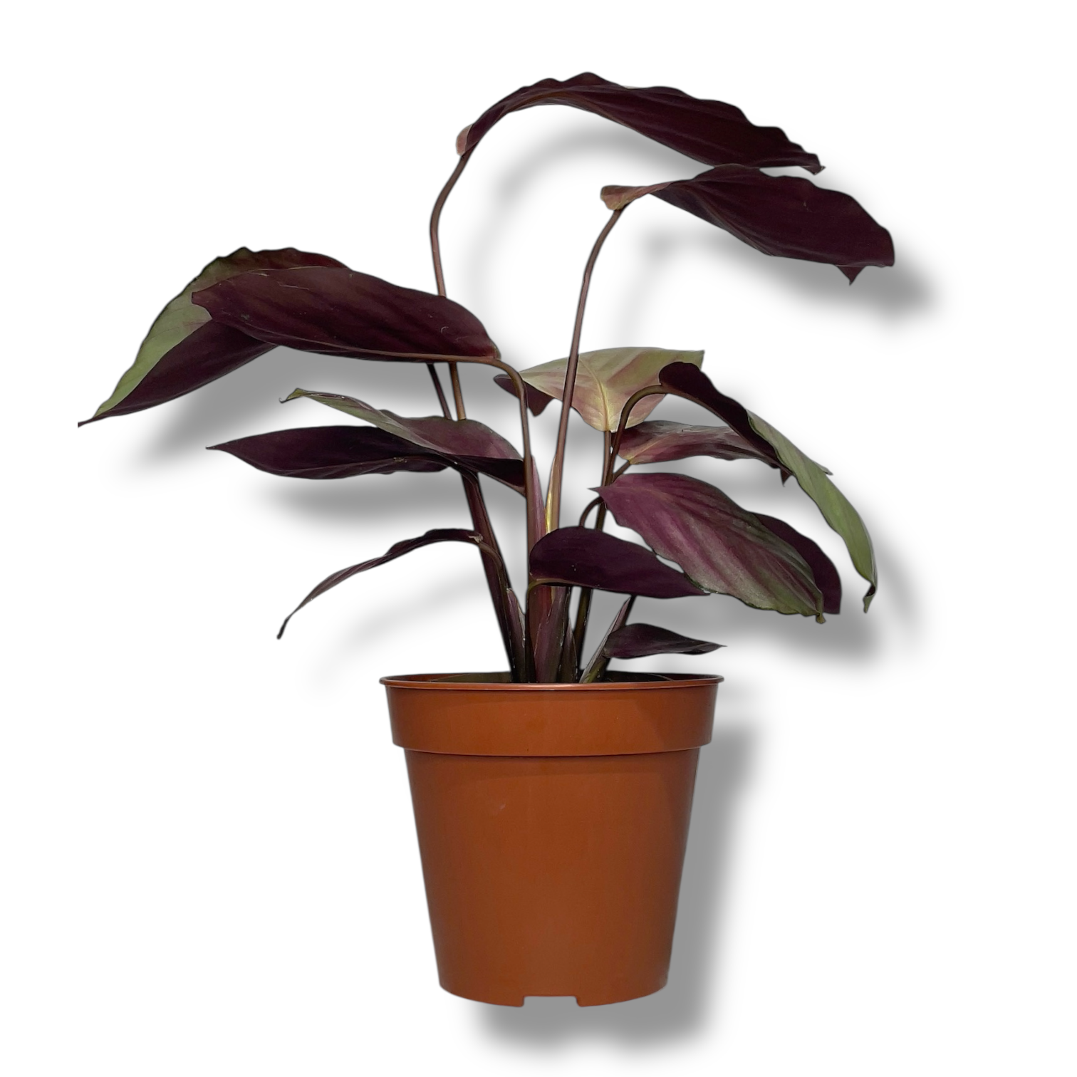 kalateya silver plejt