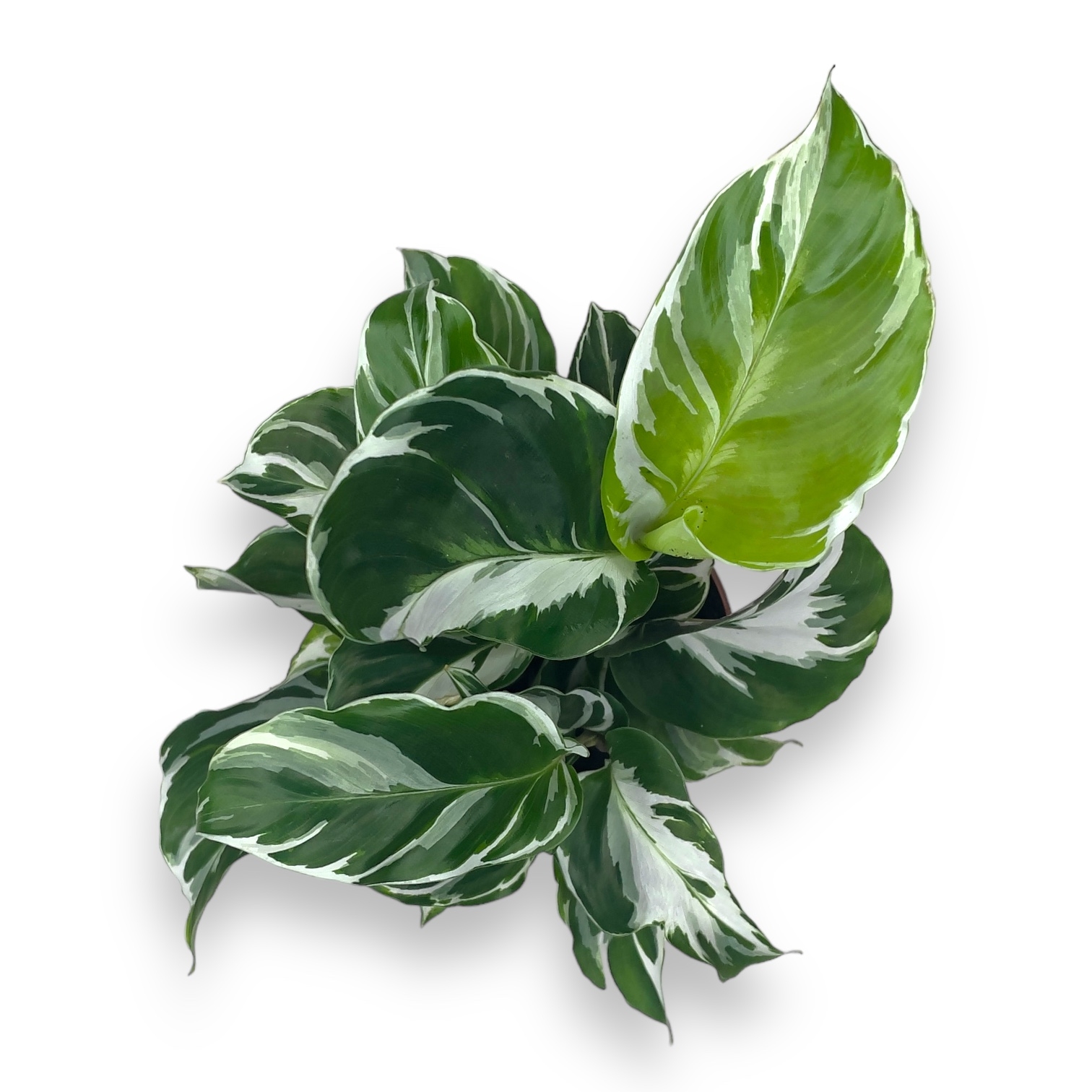 kalateya vajt mirakl