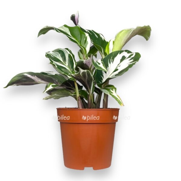 kalateya vajt mirakl e1727328021843