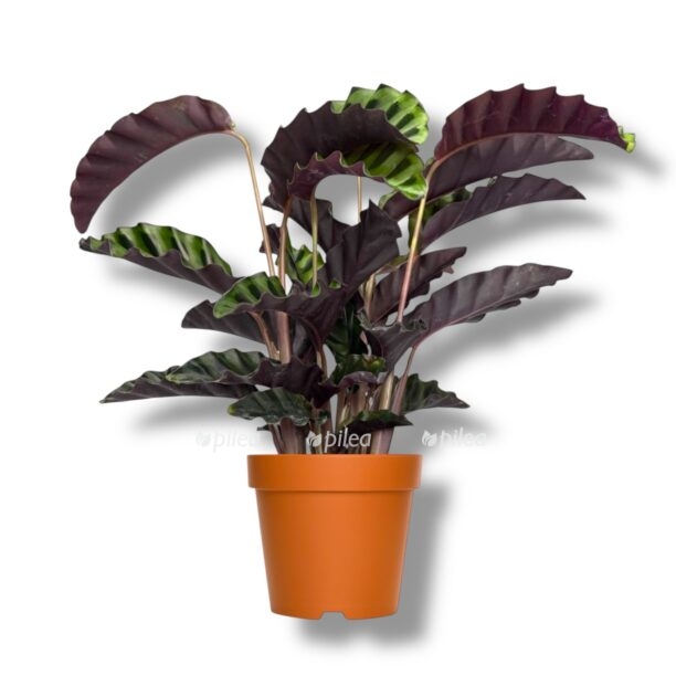 kalateya velvet glori 1 e1770269319138