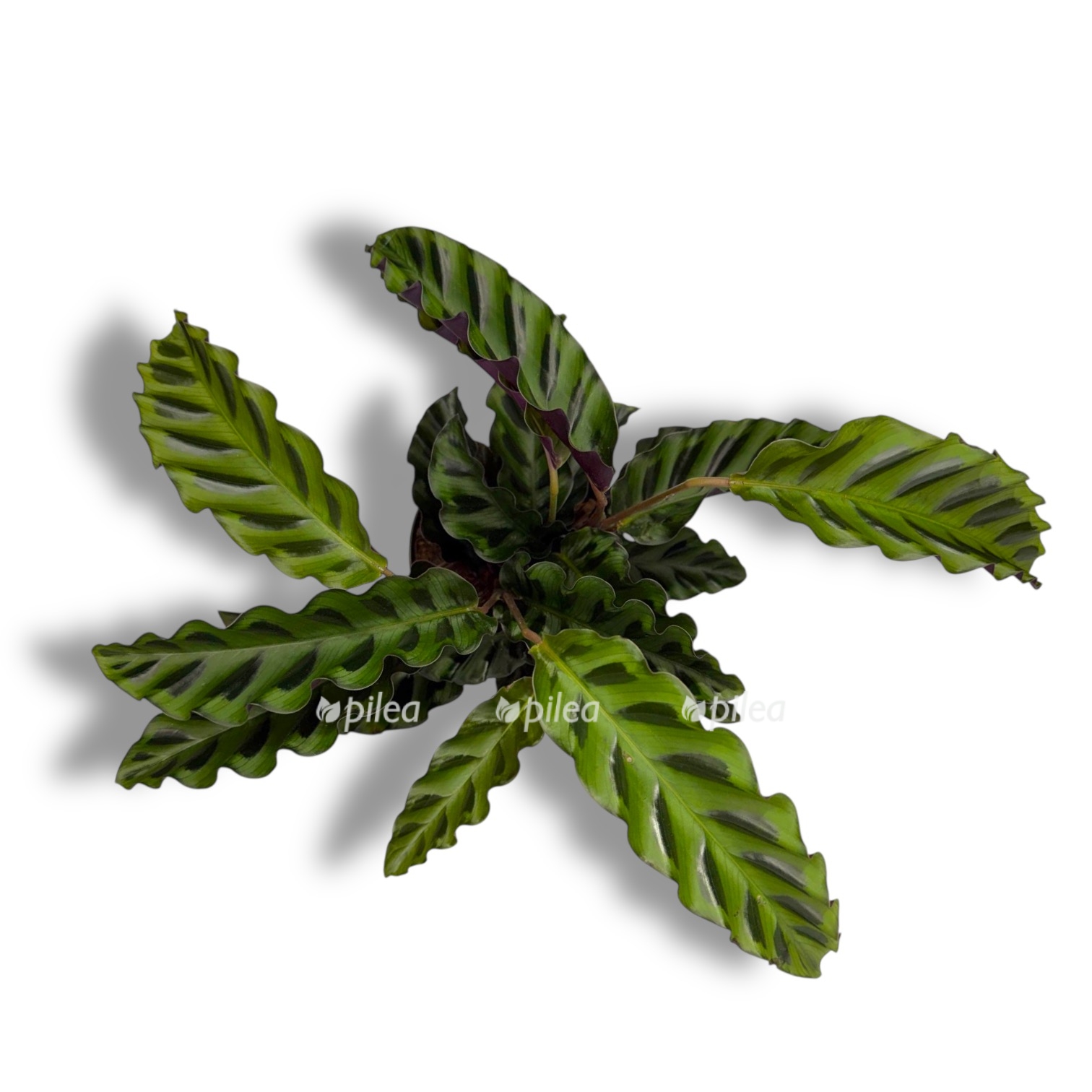 kalateya velvet glori