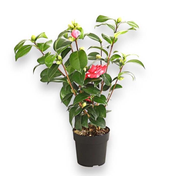 kameliya yaponskaya miks 12 40 e1699286430892