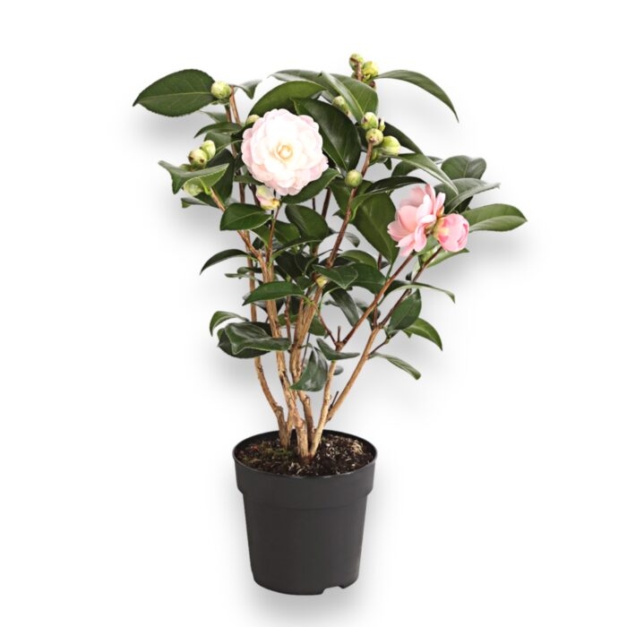 kameliya yaponskaya miks 12 40 sm e1699286416416