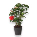 kameliya yaponskaya miks 12 40. e1699286442526