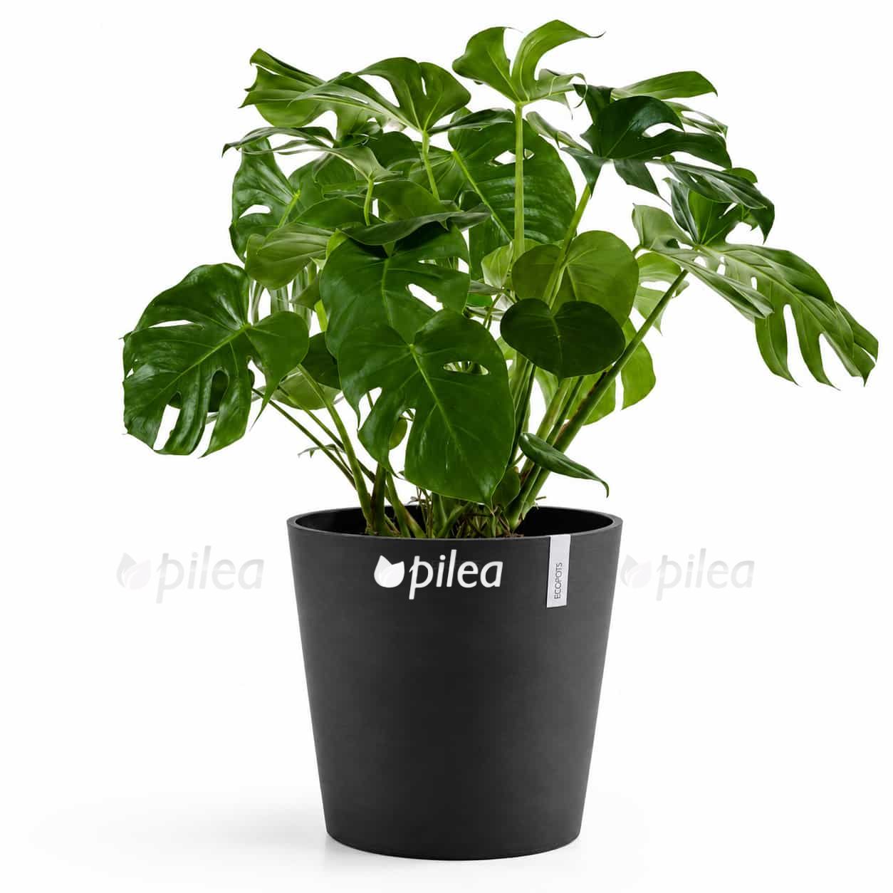 kashpo-ecopots-amsterdam-antracit-2 kashpo ecopots amsterdam antracit 2