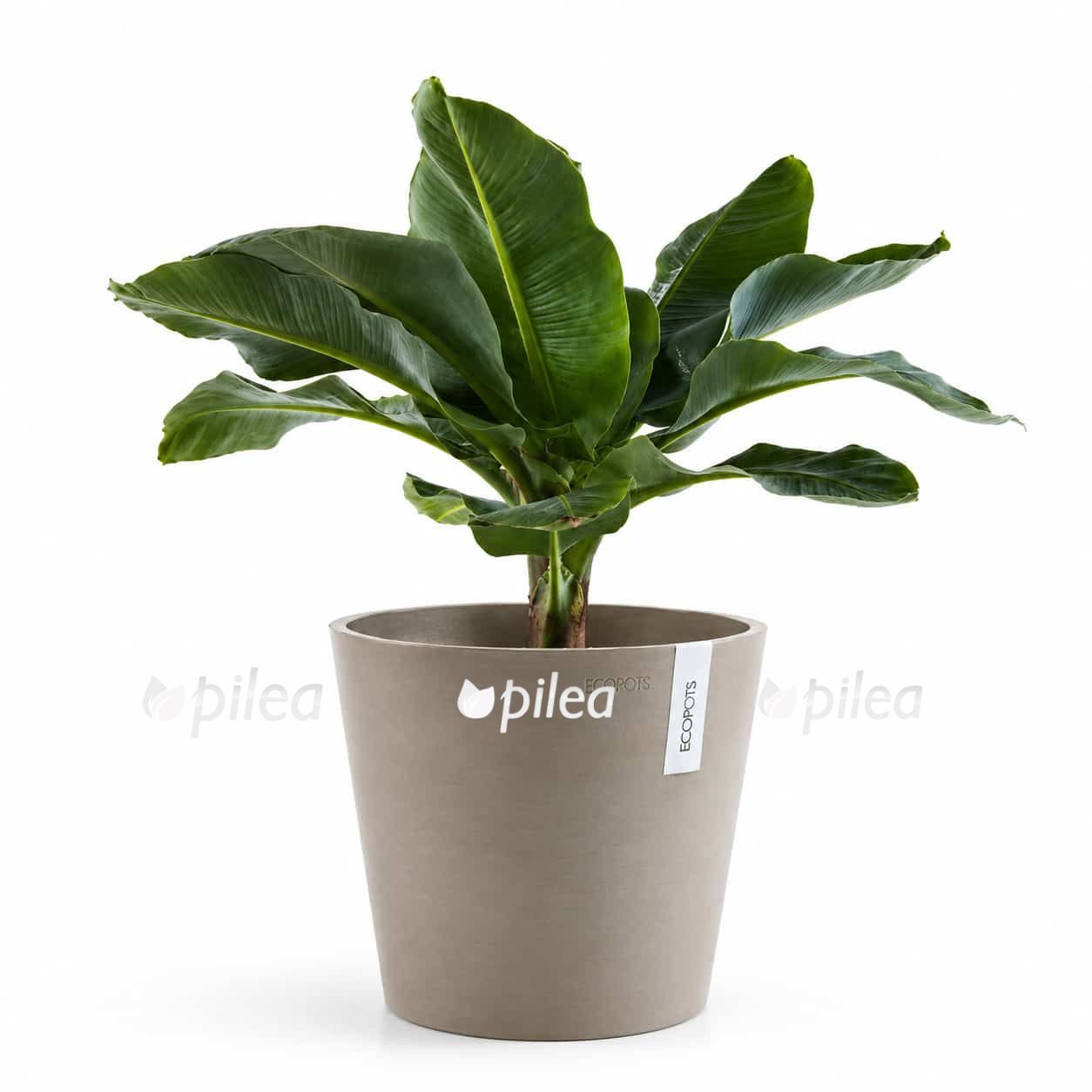 kashpo-ecopots-amsterdam-pesochnyj kashpo ecopots amsterdam pesochnyj