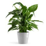 Кашпо Ecopots "Amsterdam" купить