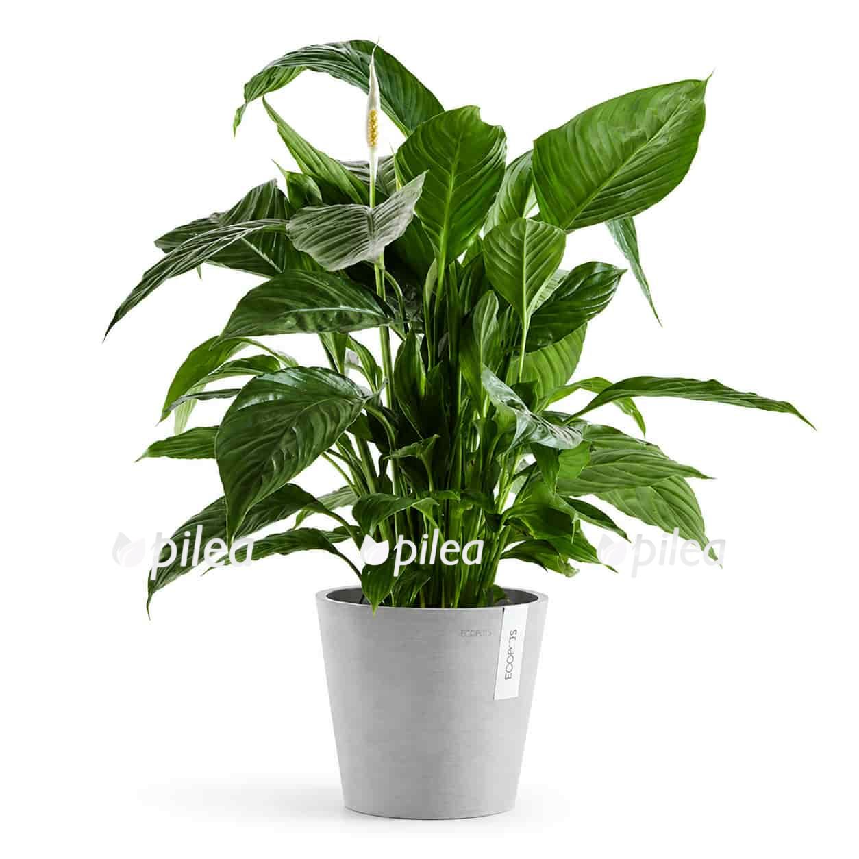 Кашпо Ecopots "Amsterdam" купить