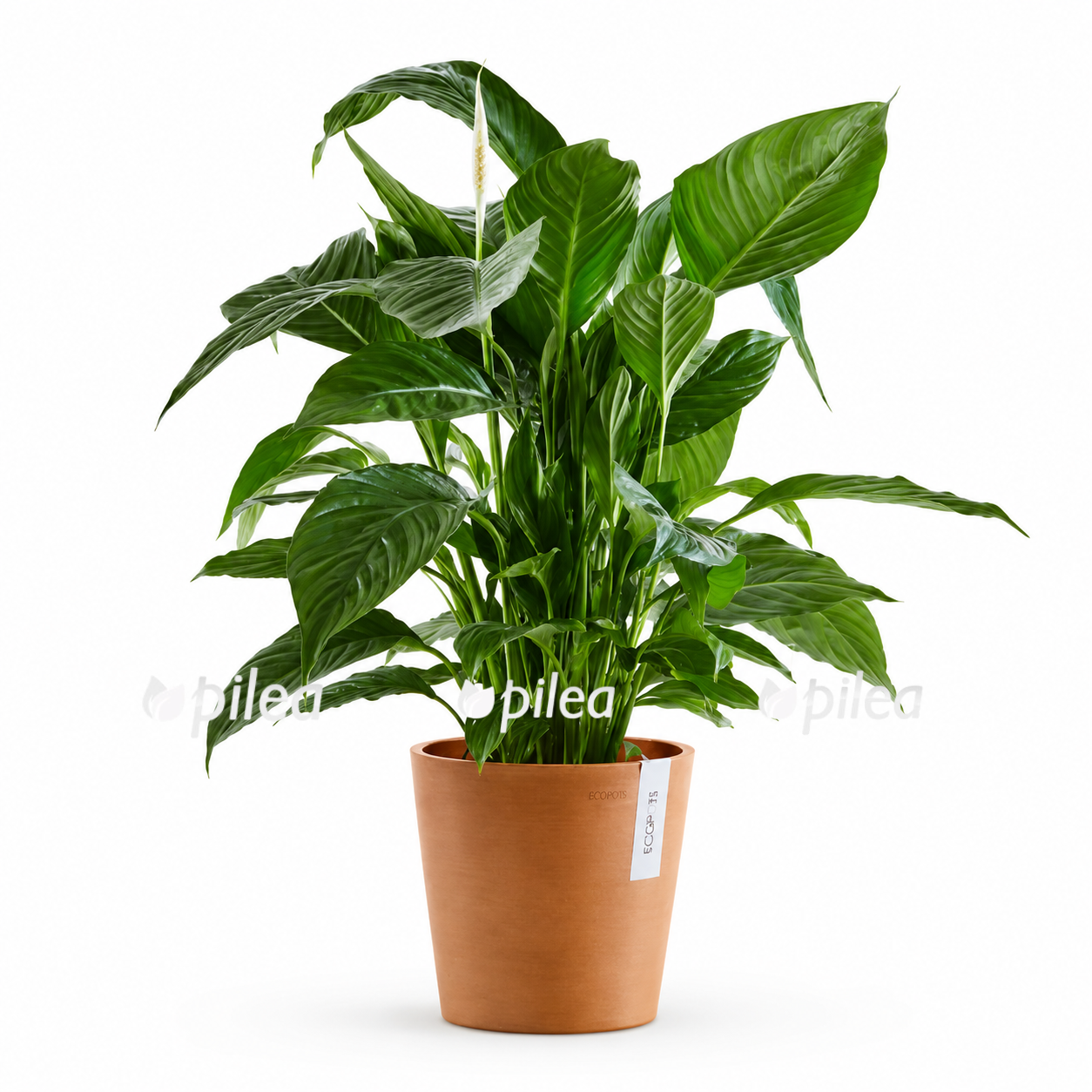 Кашпо Ecopots "Amsterdam" Кашпо Ecopots "Amsterdam" купить