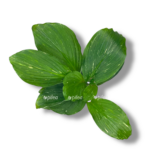 kempferiya pulhra marbl variegata